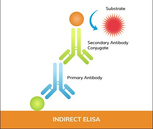 Indirect ELISA